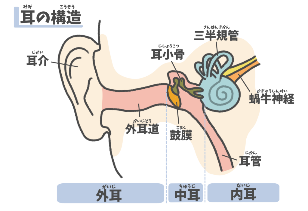 中耳炎とは　～慢性穿孔性中耳炎・真珠腫性中耳炎～