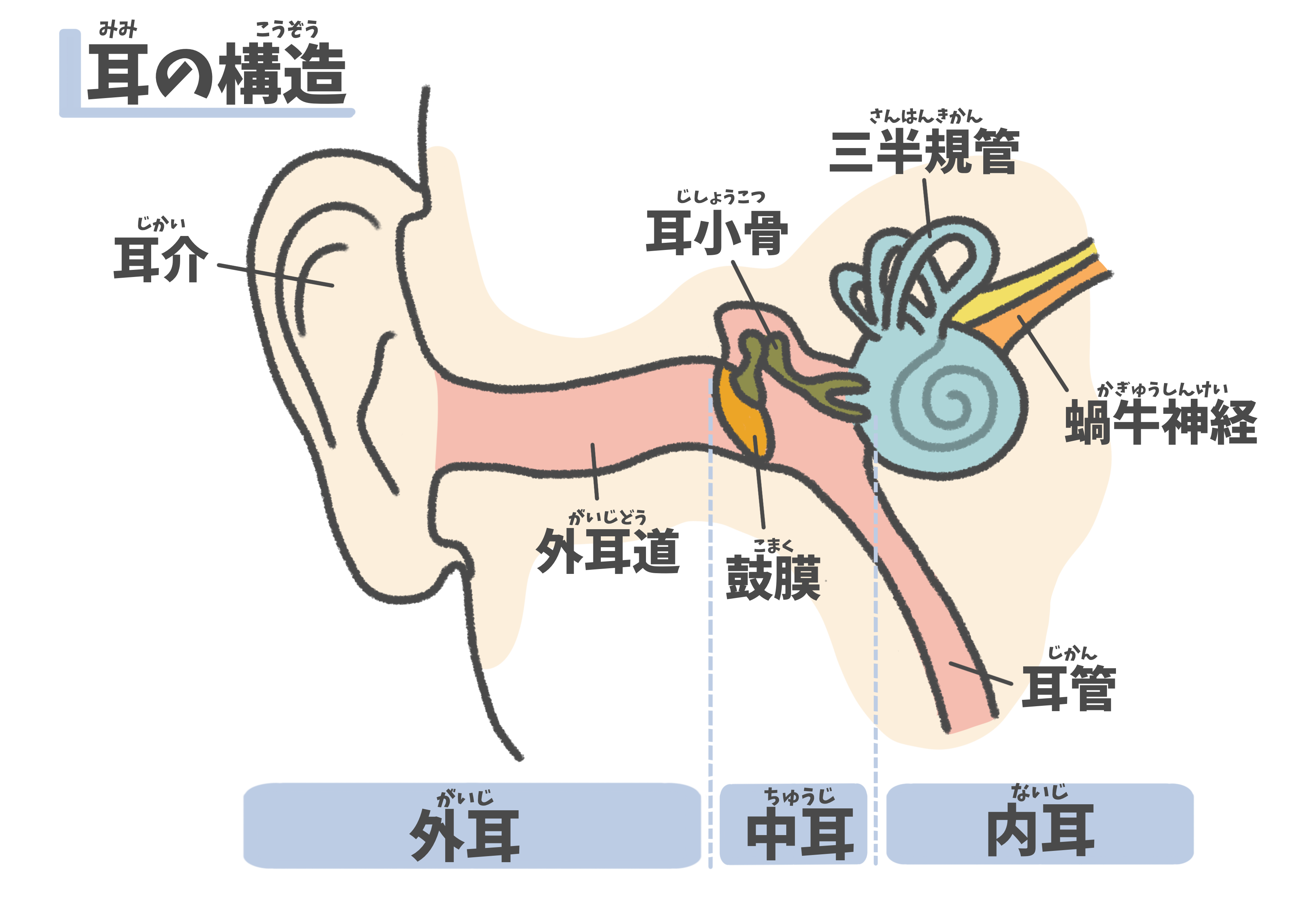 中耳炎とは　～慢性穿孔性中耳炎・真珠腫性中耳炎～