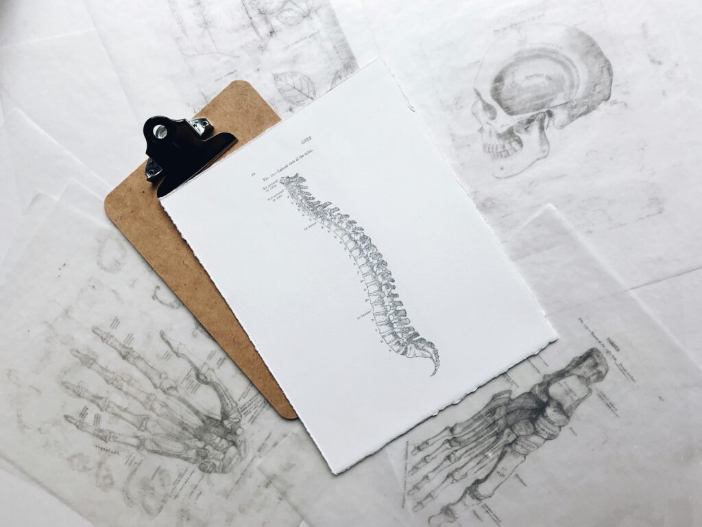 脊椎（背骨）について