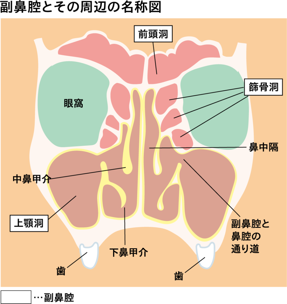 鼻、ノド、耳の困った症状特集 | 医療法人社団 慈恵会 新須磨病院 兵庫（須磨神戸）